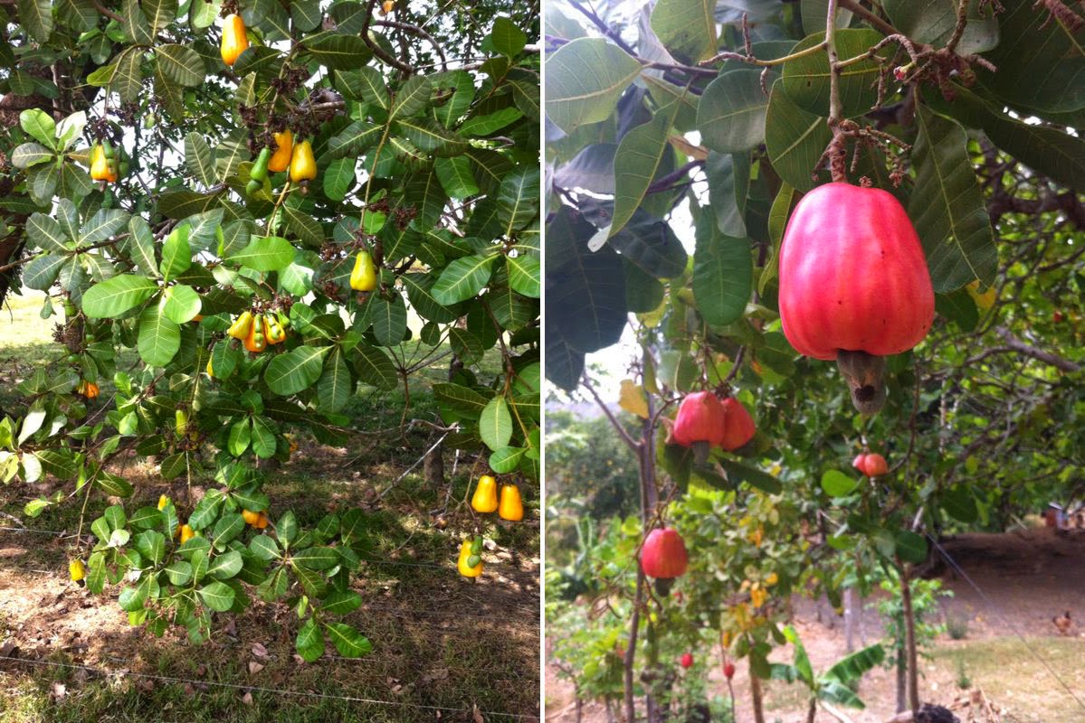 arbol de marañon